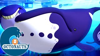 Octonauts  Les baleines boréales  Dessins animés pour enfants [upl. by Ellerehs]