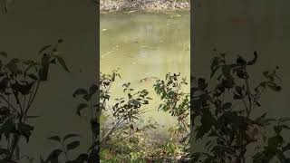 Muskrats oh the bike path [upl. by Nelyak]