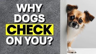 10 Reasons Why Your Dog Keeps Checking On You [upl. by Kristof]