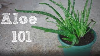 How to repot an Aloe Vera plant  Aloe 101 [upl. by Dnomad]