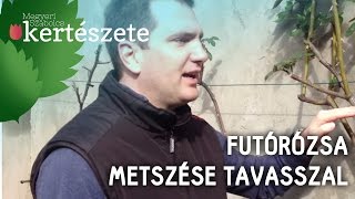 Futórózsa metszése tavasszal  Megyeri Szabolcs Kertészet webáruház [upl. by Zaslow367]