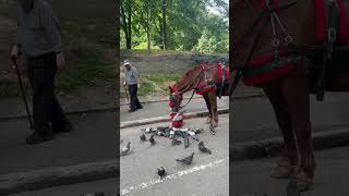 Horse Shares Food With Birds [upl. by Costin710]