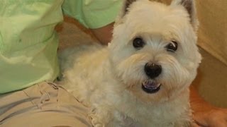 Man saves dog from alligator [upl. by Krischer]