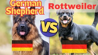 German Shepherd Vs Rottweiler World Famous Dog Breeds Information Video [upl. by Samella]