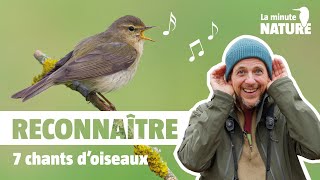 7 chants doiseaux faciles à reconnaître No 376 [upl. by Eckblad]