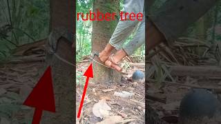 how was rubber discovered shorts rubbertrees Mrbigs0 [upl. by Machute]