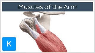 Muscles of the arm  Origin Insertion amp Innervation  Human Anatomy  Kenhub [upl. by Esereht]