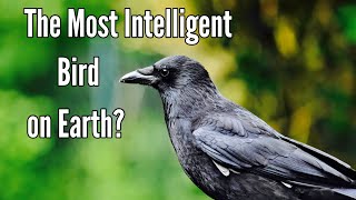 The Dark and Brilliant World of Crows 10 Shocking Truths  Why Crows Are the Einstein of Birds [upl. by Saire]