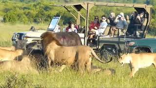 Lions Team Up for a Dramatic Buffalo Hunt A Display of Power and Strategy [upl. by Madea961]