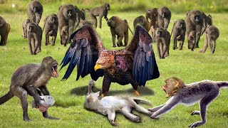 The Eagles Incredible Attack Angry Monkeys Chasing and Fighting Evil Eagles to Rescue Teammates [upl. by Gierk]