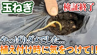 【玉ねぎ】植え付けの時気をつけて！！やっぱりコレはダメでした。 [upl. by Novaelc]