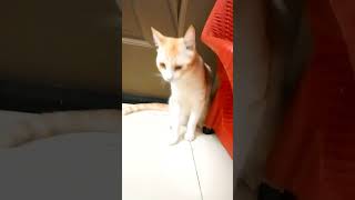 Cute cat Brianna goldieandkittenss viralshot catlover cute [upl. by Yorle396]