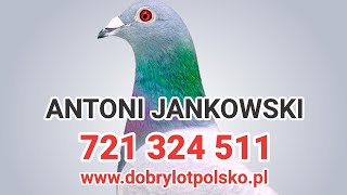 STACJA ROZPŁODOWOLOTOWA quotDOBRY LOT POLSKOquot  Młode na sprzedaż z gołębnika rozpłodowego numer 2 [upl. by Bakeman888]