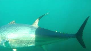 500LB Tuna Lockeport Nova Scotia Sea Derby 2022 Aug 13 Rough Footage Under Water [upl. by Nasah]