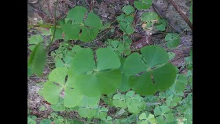 Water Clover Marsilea quadrifolia Medicinal plants found in Texas [upl. by Anaugahs]