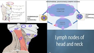 Lymph nodes of the head and neck DETAILED cervical lymph nodes  waldeyers ring [upl. by Yevad79]