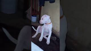 Dogo argentino puppies Lithuania puppy dogoargentinopuppies dogoargentinadogs [upl. by Hairahcaz]