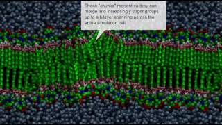 spontaneous bilayer formation [upl. by Dielle929]