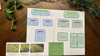 Plant Classification Vascular Plants and NonVascular Plants [upl. by Anali700]