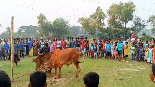 cultural program hum gaye cow ke dance dekhne [upl. by Allerus171]