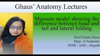 Model to explain difference between head n tail and lateral folding of embryo [upl. by Elocal]