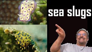 Ultimate Guide to Sea Slugs [upl. by Abrahan]