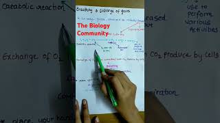 BREATHING amp EXCHANGE OF GASESINTRODUCTION oneshotclass11biologycbseneetneet2025shortsytbio [upl. by Ugo]