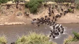 Wildebeest River Crossing [upl. by Leibrag]