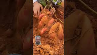 Digging Sweet Potato Is Never A Boring Thing satisfying shortsvideo [upl. by Kirschner]