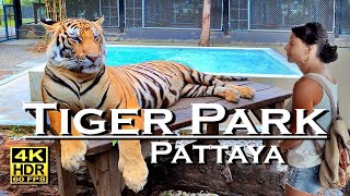 Tiger Park Pattaya 4K 60fps HDR UHD Dolby Atmos 💖 Walking Tour 👀 Thailand 🇹🇭 [upl. by Fortuna]