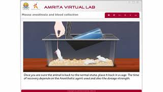 Mouse Anesthesia and Blood Collection [upl. by Arturo]