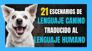 📣 21 ESCENARIOS DE LENGUAJE CANINO TRADUCIDO AL LENGUAJE HUMANO [upl. by Nigem]