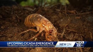 Georgia Cicadas set to emerge in May Heres what you can expect [upl. by Ihtac]