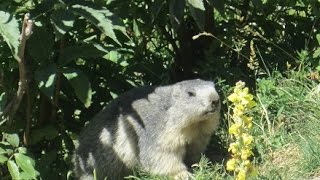 Jolie Marmotte  Champagny en Vanoise  Glacialys [upl. by Adao423]