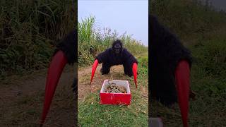 Ferocious Gorilla Confronts 10 Snakes [upl. by Aonehc136]