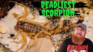 Deathstalker Scorpion Assassin Bugs and Millipede Unboxing [upl. by Rehpotisrhc]