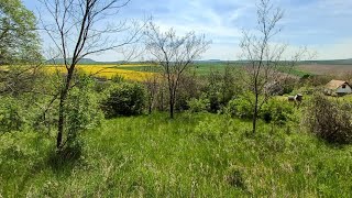 Bajna Zártkert Szőlő megnevezésért erdőt kapunk [upl. by Eyt196]