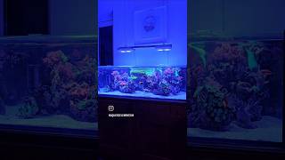 CUSTOMER MARINE AQUARIUM  CORAL REEF TANK [upl. by Gellman691]