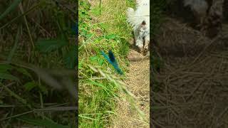 Banded Demoiselle Damselfly  an incredibly expert piece of film editing not [upl. by Warner]