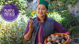 PotatoPurpleRedYellowHarvestingPotato French Fries Recipe Kinnaur HP [upl. by Alekram]