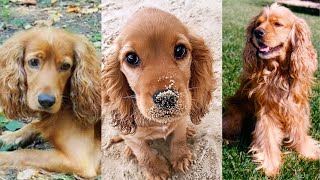 Cocker spaniel  Funny and Cute dog video compilation in 2022 [upl. by Astrix]