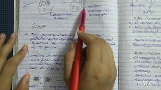 mitochondria introduction endosymbiotic theory  explanation and notes by anchal Tiwari [upl. by Rothberg]