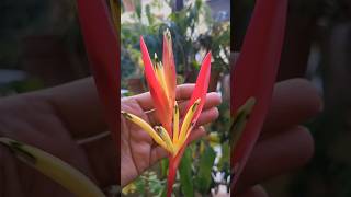 Heliconia plant first Flower kavyagardengallery ytshorts gardening shorts [upl. by Niessuh]