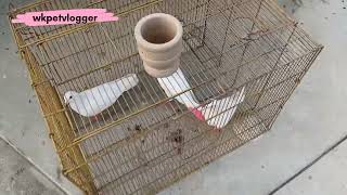 PIGEON TREATMENT TIPS  BIMAR KABUTAR KA ILAJ  HAR BIMARI KA ILAJ [upl. by Kit425]