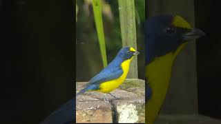 Yellowthroated Euphonia shorts [upl. by Leira443]