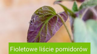 Fioletowe liście pomidorów [upl. by Ludwig]