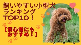 飼いやすい小型犬ランキングTOP10【初心者にもおすすめ】 [upl. by Caesaria]