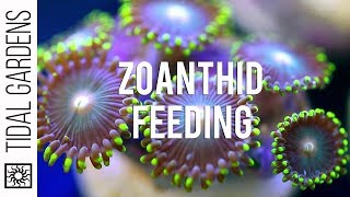 Zoanthid Polyp Feeding [upl. by Rebeca]