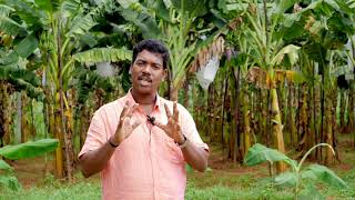 Rugose spiralling whitefly റുഗോസ് വെള്ളീച്ച നിയന്ത്രണ മാർഗങ്ങൾ [upl. by Odragde295]