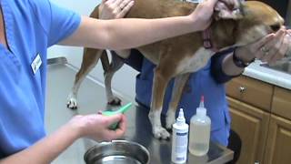 How to Clean Your Pets Ears Part 03  Flushing the EarMPG [upl. by Popele871]